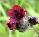 Cynoglossum officinale