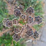 Kalanchoe tubiflora. Верхушка растения с выводковыми почками. Израиль, г. Беэр-Шева, городское озеленение. 14.02.2014.