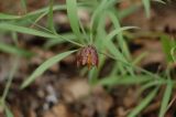 Fritillaria montana