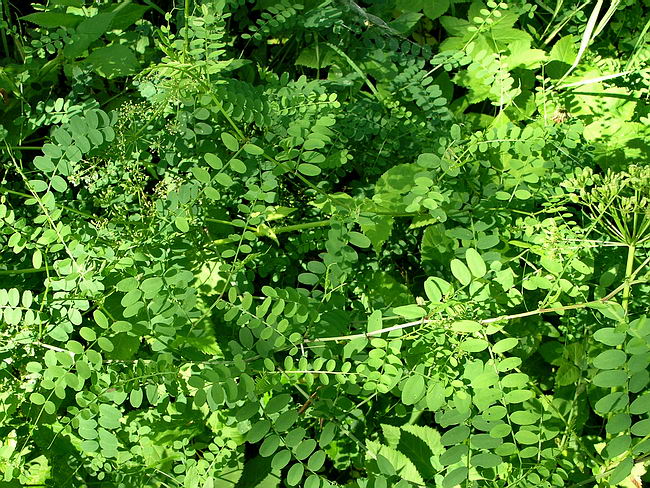 Изображение особи Vicia sylvatica.