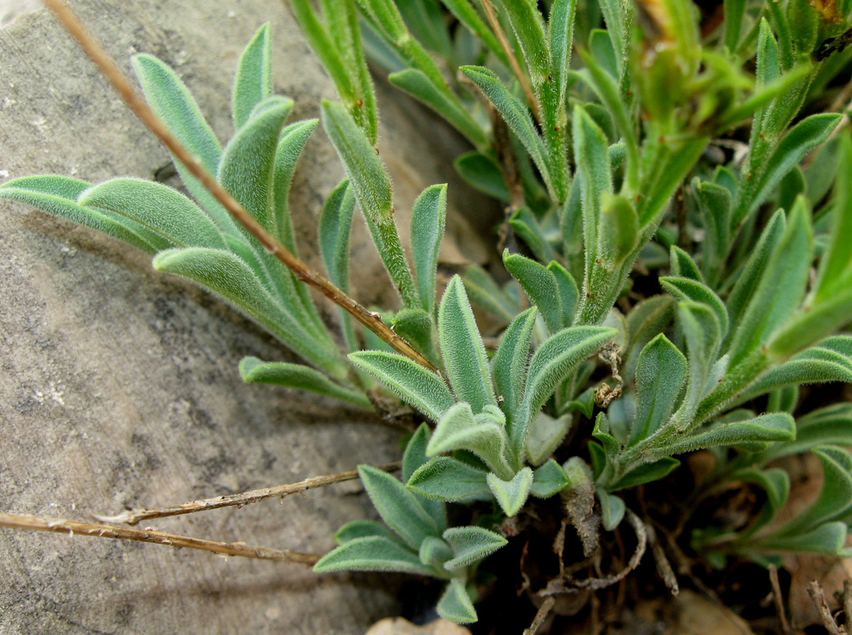 Image of Linum pallasianum specimen.