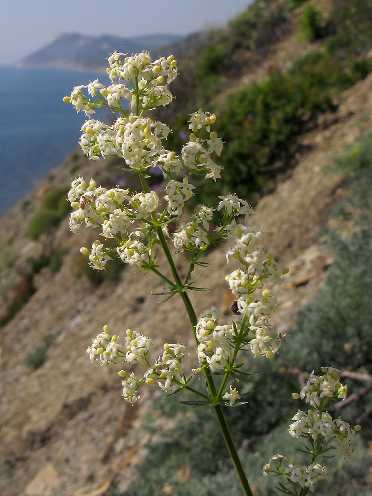 Изображение особи Galium calcareum.