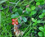 Vaccinium vitis-idaea