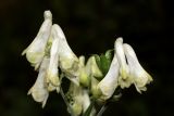 Aconitum lasiostomum