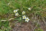 genus Gentianella. Цветущее растение. Перу, Анды, археологический памятник Пука Пукара. 14 марта 2014 г.