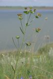 Euphorbia leptocaula. Верхушка цветущего растения. Западный Крым, южный берег оз. Кызыл-Яр. 18 мая 2015 г.