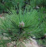 Pinus pallasiana