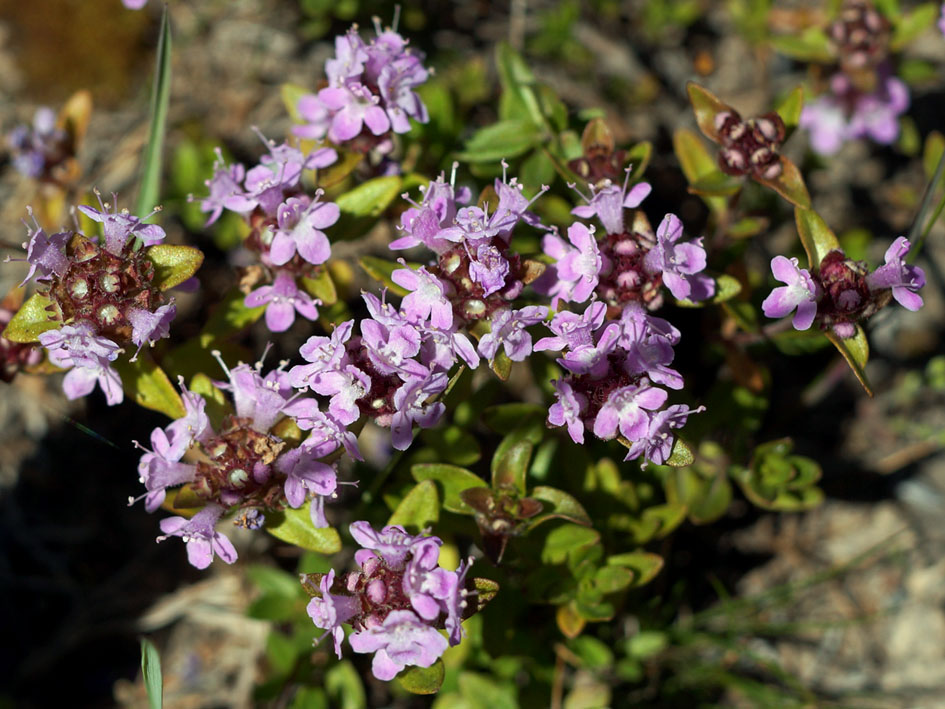 Изображение особи Thymus seravschanicus.