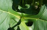 Silphium perfoliatum