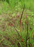 Juncus articulatus