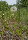 род Taraxacum