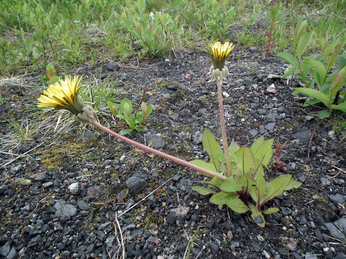 Изображение особи род Taraxacum.