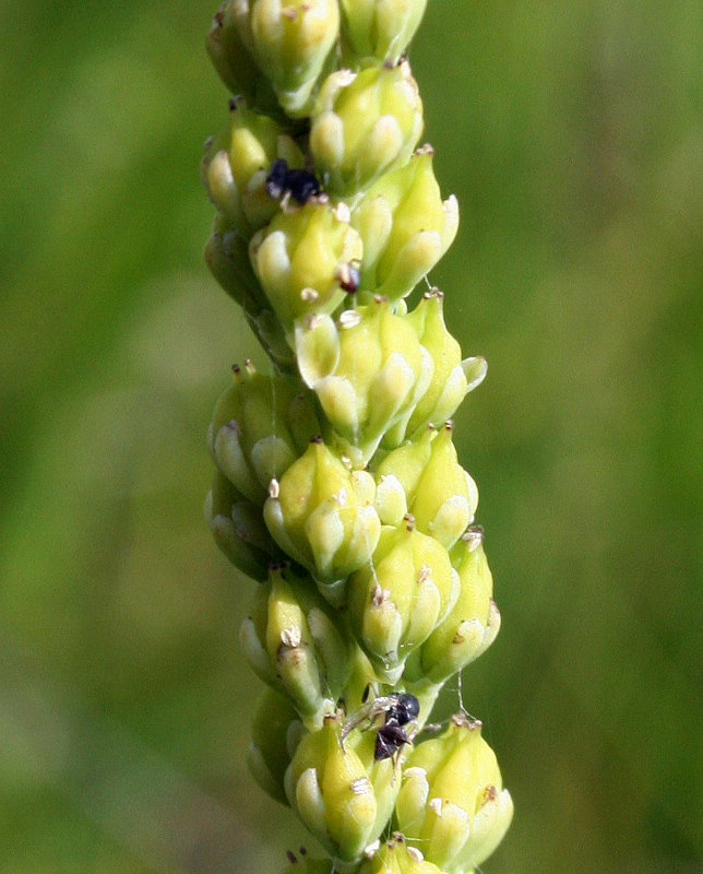 Изображение особи Tofieldia calyculata.