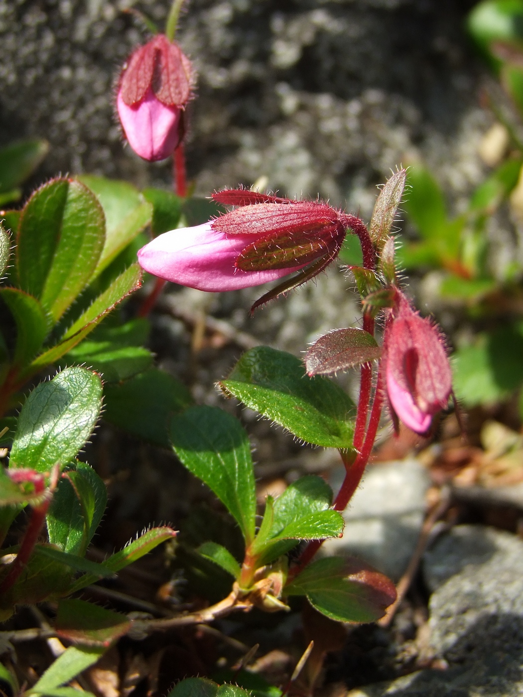 Изображение особи Rhododendron camtschaticum.