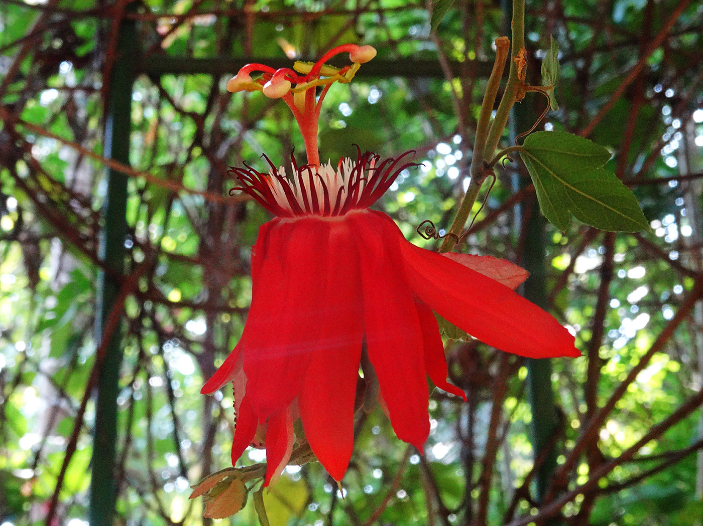 Изображение особи Passiflora coccinea.