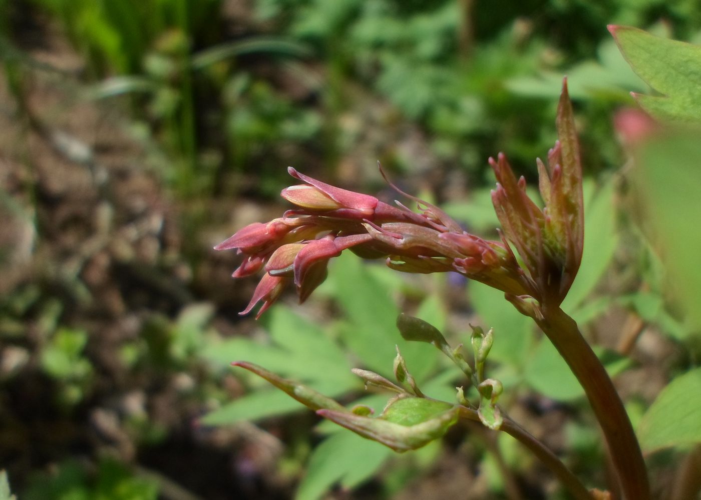 Изображение особи Dicentra spectabilis.