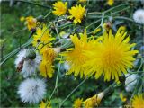 Sonchus arvensis ssp. uliginosus