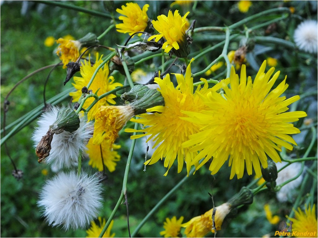 Изображение особи Sonchus arvensis ssp. uliginosus.