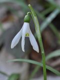 Galanthus caspius. Верхушка цветущего растения. Азербайджан, окр. г. Куба (Губа), лесопарк. 6 апреля 2017 г.