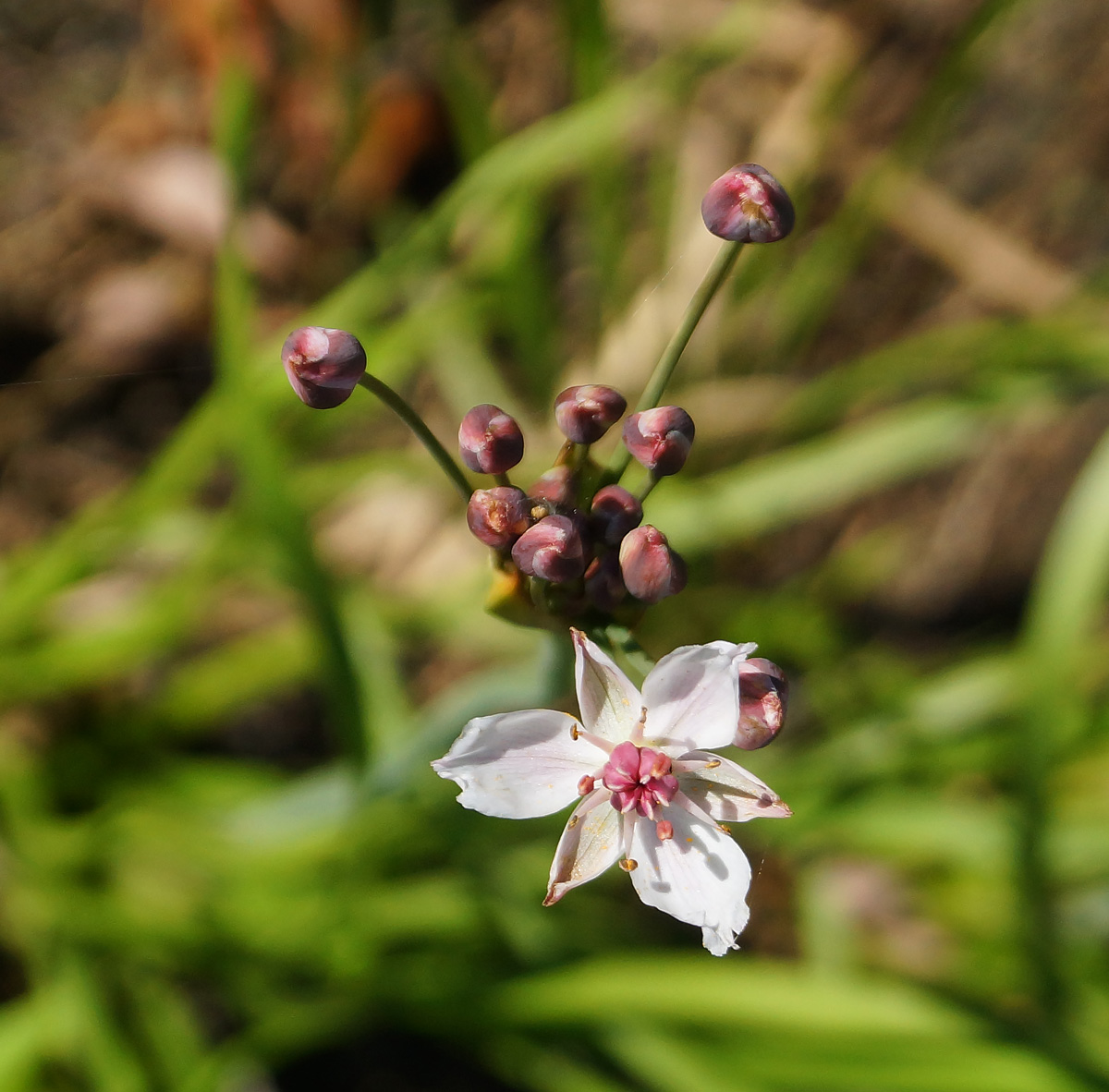 Изображение особи Butomus umbellatus.