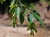 Carpinus betulus. Верхушка ветви с соплодиями. Адыгея, окр. пос. Каменномостский, долина р. Руфабго, опушка широколиственного леса. 03.07.2017.