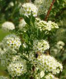 Spiraea crenata. Веточки с соцветиями и кормящимися шмелями. Восточный Казахстан, г. Усть-Каменогорск, Архитектурно-ландшафтный музей-заповедник, в культуре. 21.05.2017.