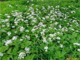 Chaerophyllum hirsutum. Цветущие растения. Украина, Львовская обл., Сколевский р-н, национальный природный парк \"Сколевские Бескиды\", окр. с. Каменка, буково-еловый лес, поляна. 19.05.2018.