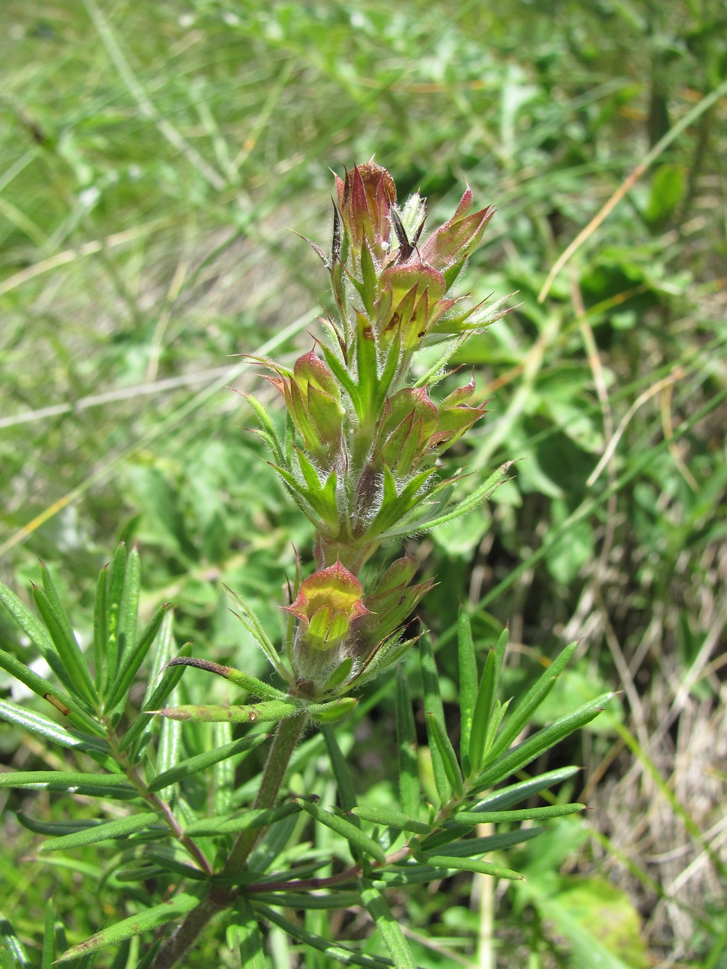 Изображение особи Dracocephalum austriacum.