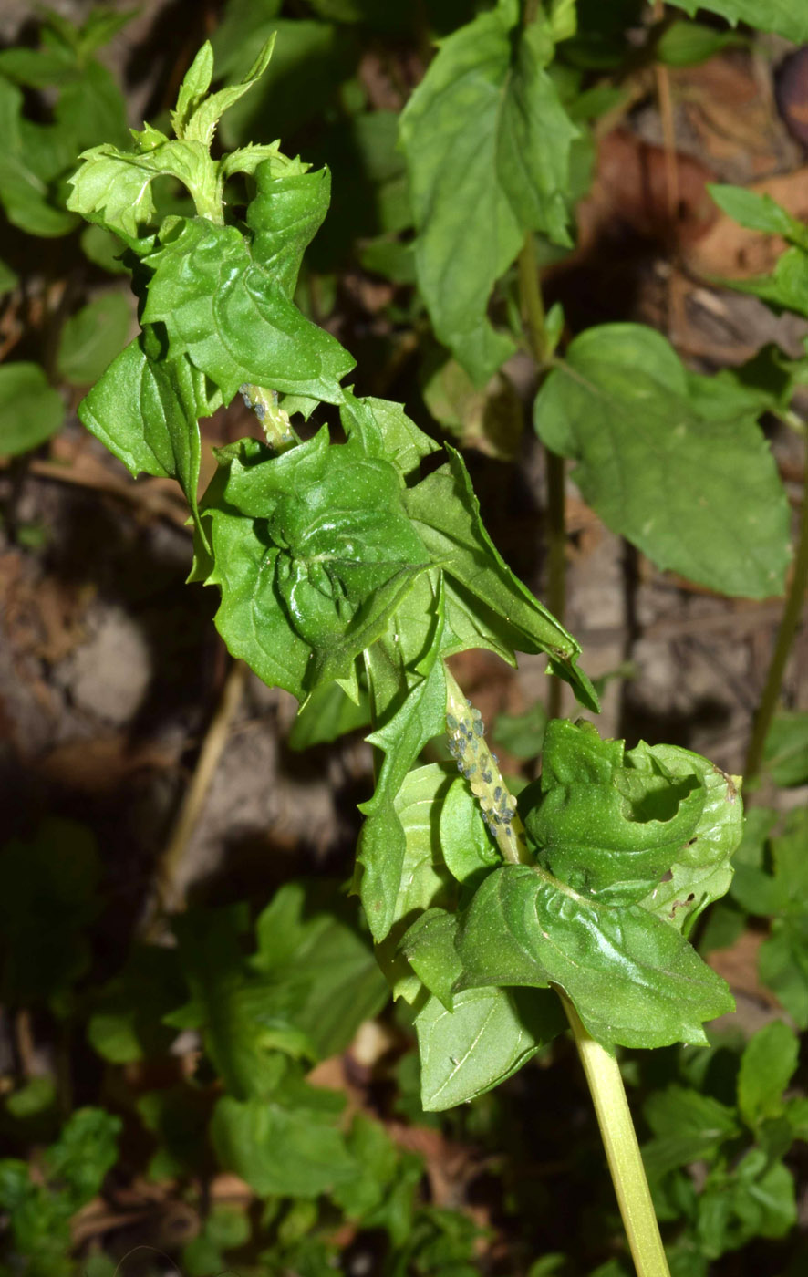 Изображение особи род Mentha.