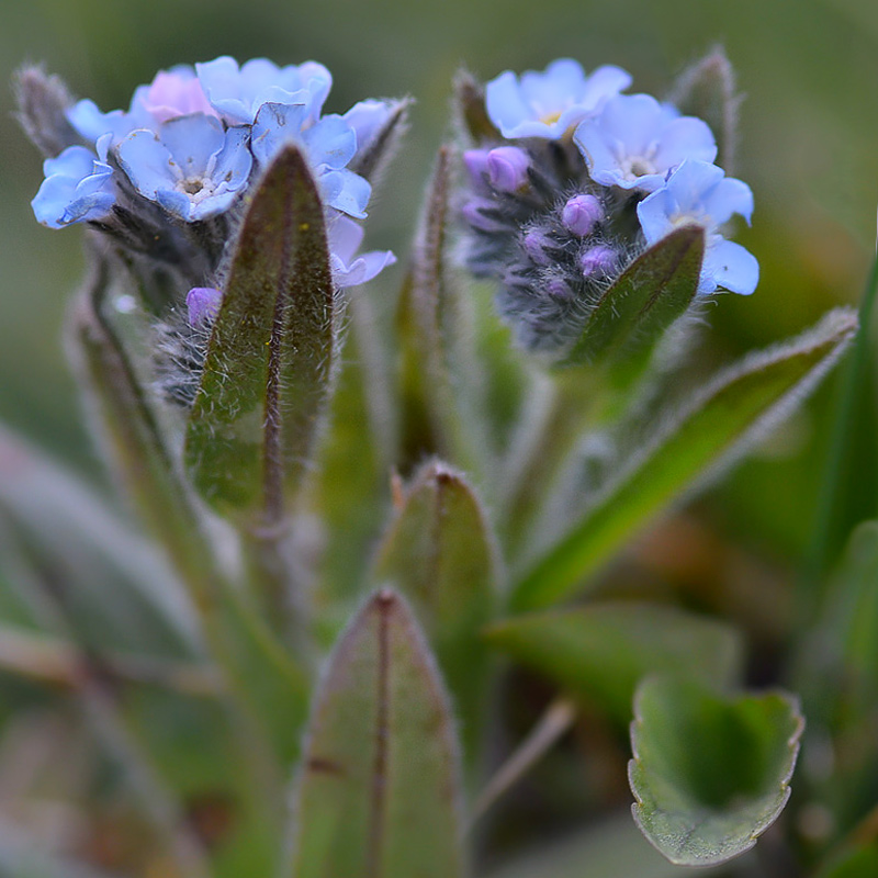 Изображение особи Myosotis asiatica.