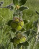 Cynoglossum officinale