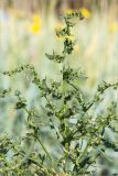 Atriplex nudicaulis. Верхушка цветущего растения. Кольский п-ов, Кандалакшский берег Белого моря, песчаный пляж, супралитораль. 25.07.2018.