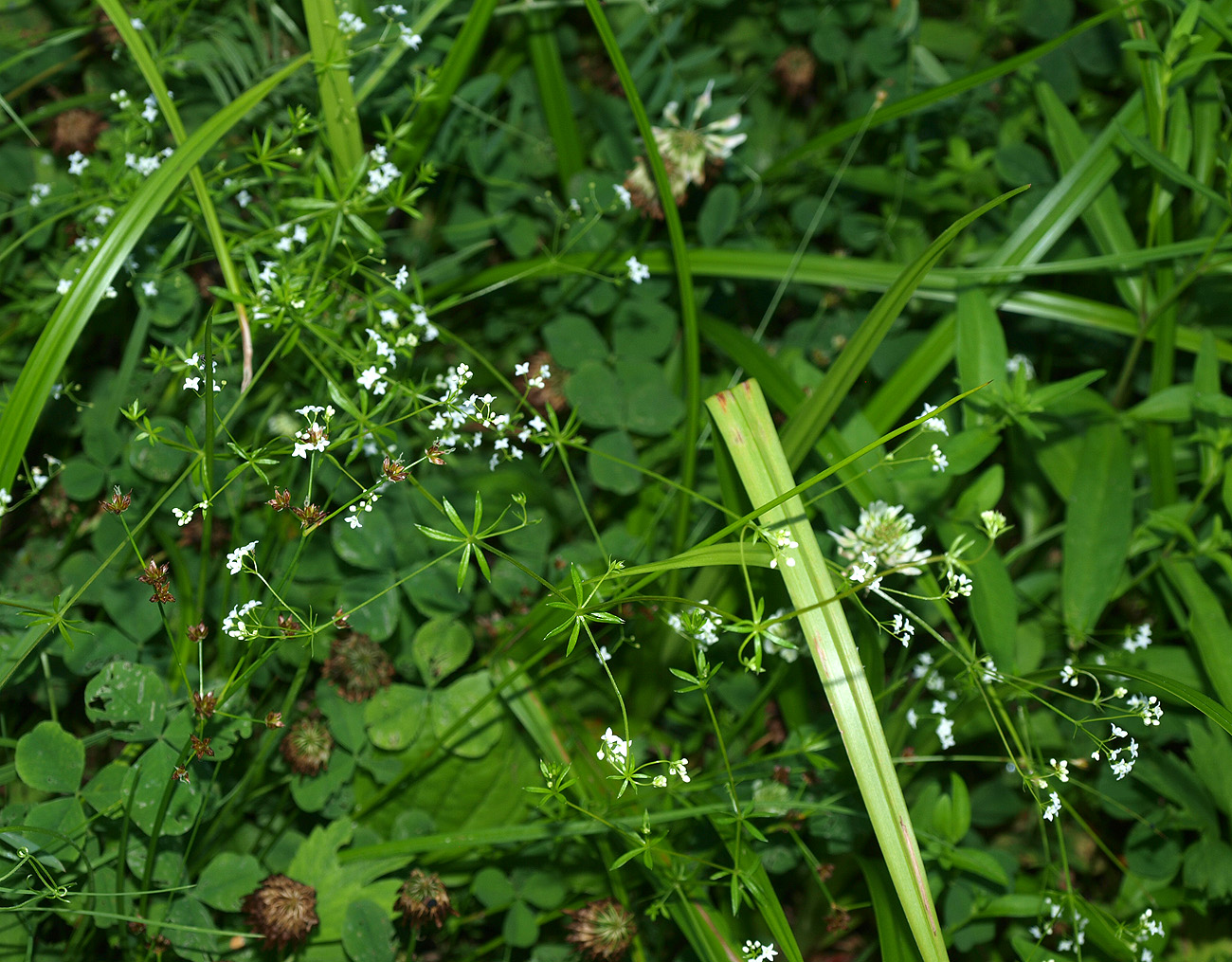 Изображение особи Galium uliginosum.