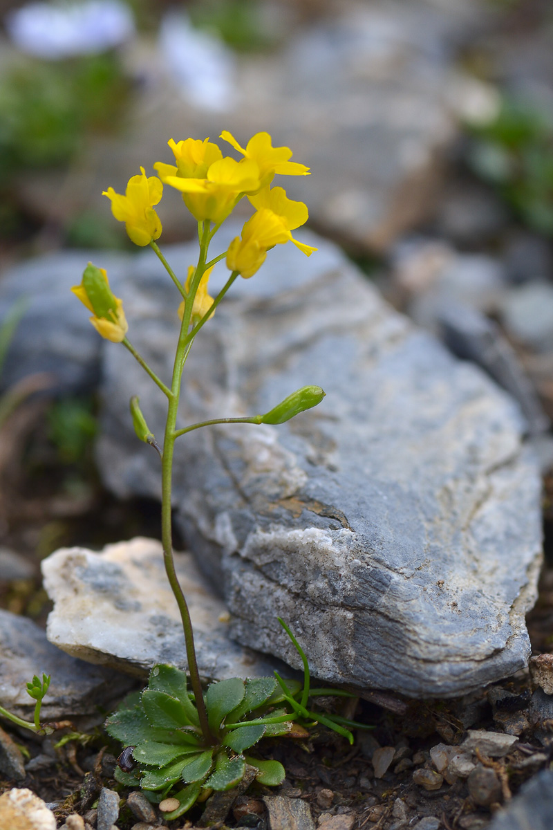 Изображение растения Draba hispida.