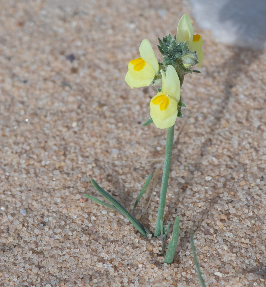 Image of Linaria haelava specimen.