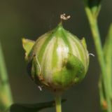 Linum humile. Зреющий плод (форма 'Белый лён'). Ростовская обл., Неклиновский р-н, Фёдоровское с/п. 19.06.2019.