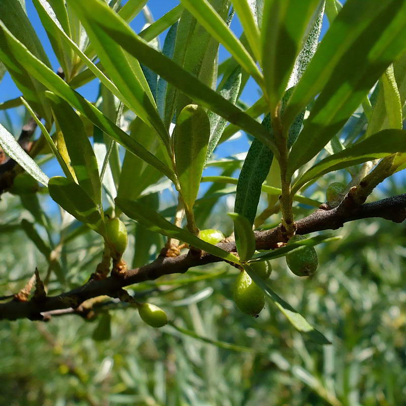 Изображение особи Hippophae rhamnoides.