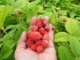 Fragaria yezoensis. Плоды и листья. Курильские о-ва, о. Симушир, бухта Броутона. 21.08.2019.