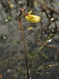 Utricularia minor. Соцветие, поднимающееся над поверхностью воды. Нидерланды, провинция Drenthe, национальный парк Dwingelderveld, озерцо в понижении среди вересковой пустоши. 18 июля 2010 г.