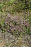 Calluna vulgaris