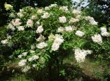 Hydrangea paniculata