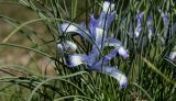 Iris tenuifolia