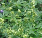 genus Alchemilla. Соцветия. Тверская обл., г. Тверь, Заволжский р-н, ботанический сад ТвГУ, в культуре. 1 июня 2019 г.