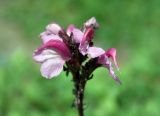 Pedicularis nordmanniana