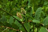 Astragalus glycyphyllos