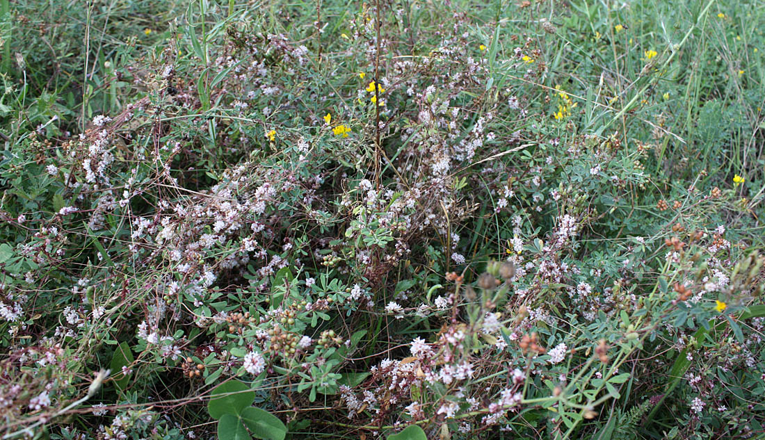 Изображение особи Cuscuta europaea.