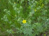 Potentilla argentea