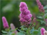 Spiraea × billardii