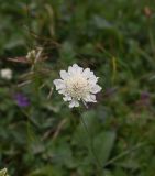 Scabiosa ochroleuca