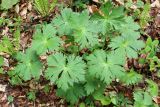 Aconitum orientale. Вегетирующее растение. Краснодарский край, Апшеронский р-н, долина р. Мезмай. 05.05.2019.